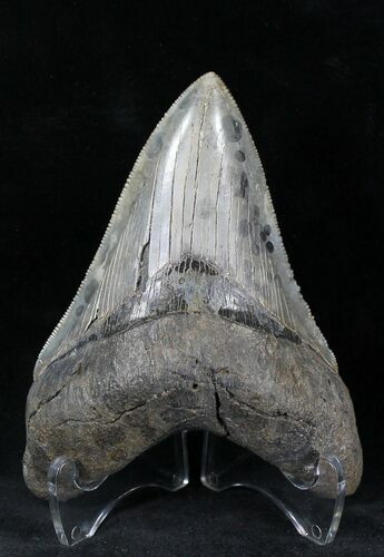 Serrated Lower Megalodon Tooth - Georgia #21875